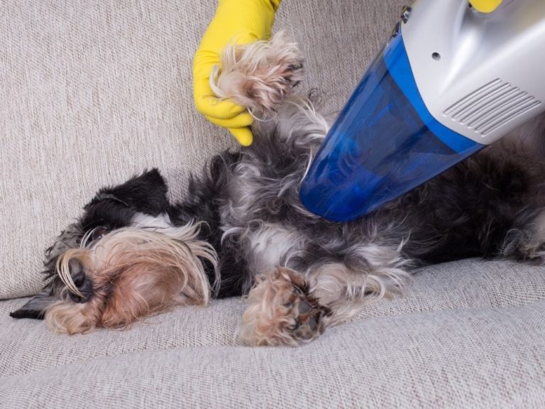 are dogs scared of vacuums