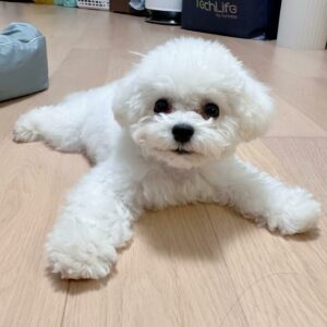 Bichon Frise Haircuts - Top 22 Styles To Try Them Out Now - The Goody Pet