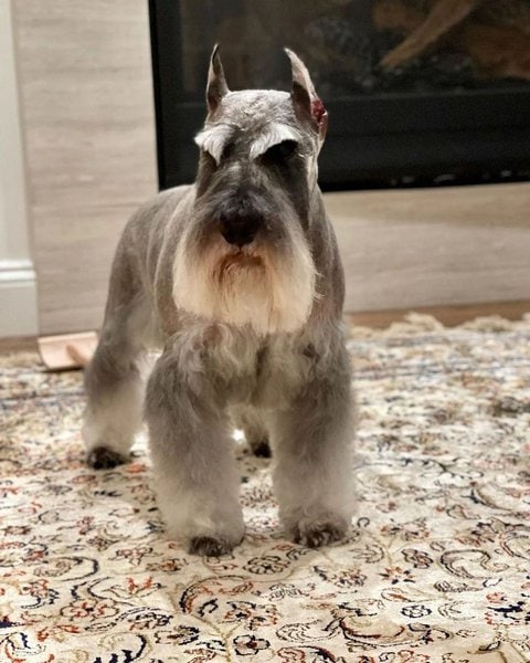 Schnauzer Haircuts - Top 23 Styles To Try Them Out Now - The Goody Pet