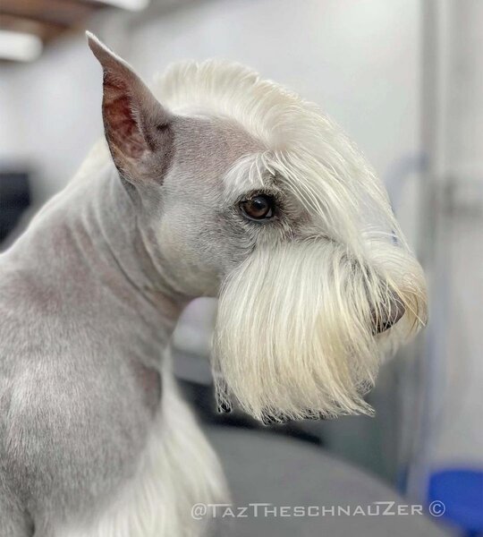 23 Adorable Miniature Schnauzer Haircuts