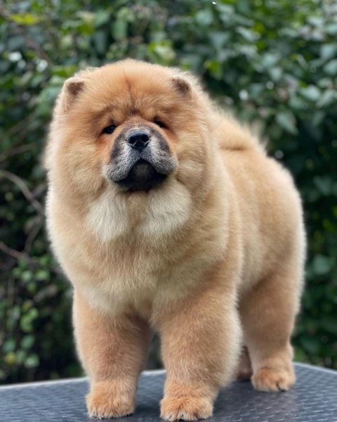 Top 16 Haircuts For The Magnificent Chow Chow - The Goody Pet