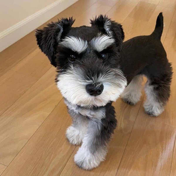 Schnauzer Haircuts - Top 23 Styles To Try Them Out Now - The Goody Pet