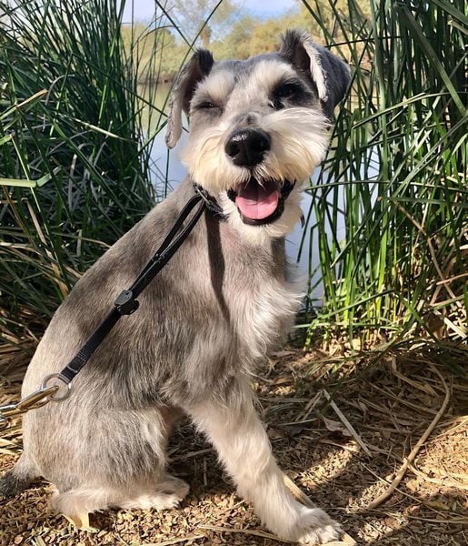 Schnauzer Haircuts - Top 23 Styles To Try Them Out Now - The Goody Pet