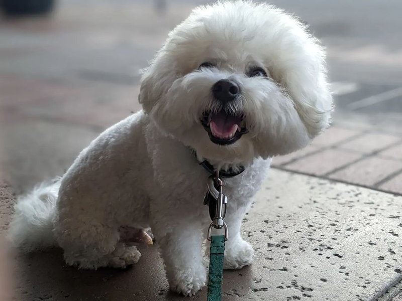 Bichon Frise Haircuts - Top 22 Styles To Try Them Out Now - The Goody Pet