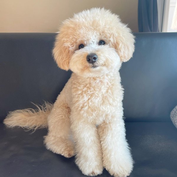 Bichon Frise Haircuts Top 22 Styles To Try Them Out Now The Goody Pet