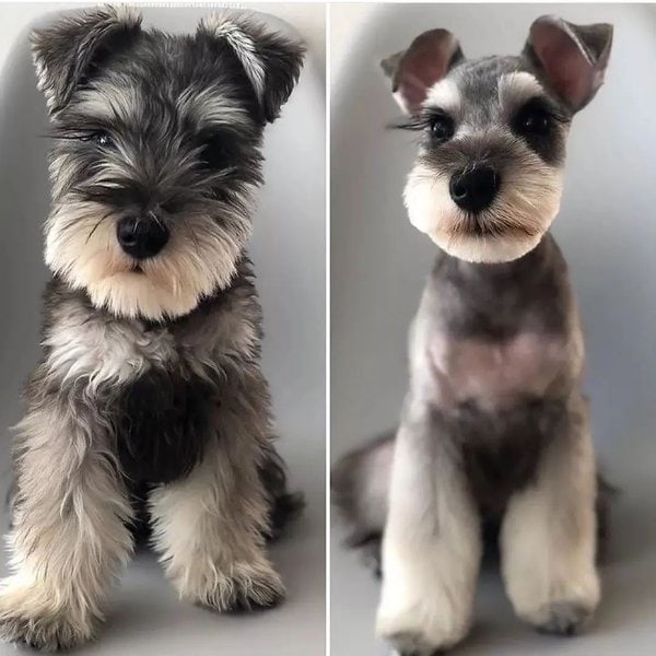 Schnauzer Haircuts - Top 23 Styles To Try Them Out Now - The Goody Pet