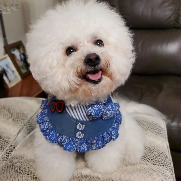 Bichon Frise Haircuts - Top 22 Styles To Try Them Out Now - The Goody Pet