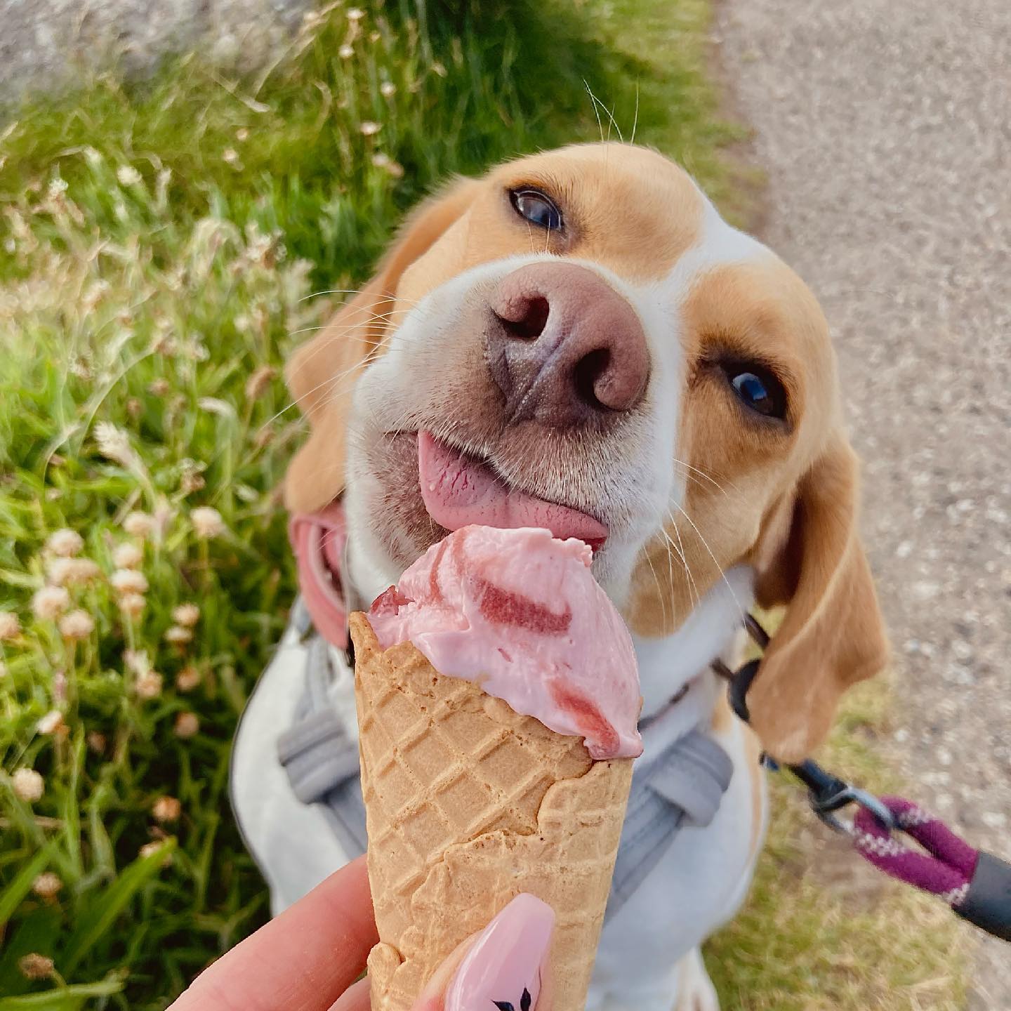 What Kind Of Ice Cream Can Dogs Eat? 22 Must-Have Flavors Dogs Enjoy ...