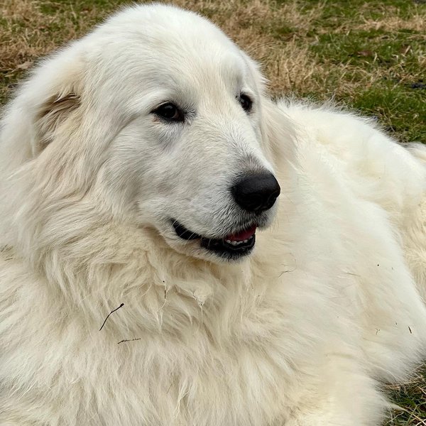 Maremma Sheepdog VS Great Pyrenees – The Top 24 Differences You Never ...