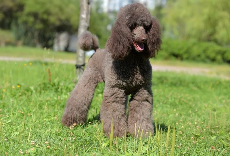 afghan hound is a mixed breed