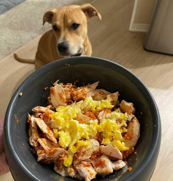 Can Dogs Eat Scrambled Eggs? 3 Top Reasons Why This Is Not A Good Idea