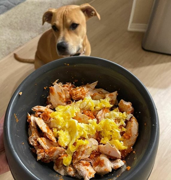 Can Dogs Eat Scrambled Eggs 3 Top Reasons Why This Is Not A Good Idea 