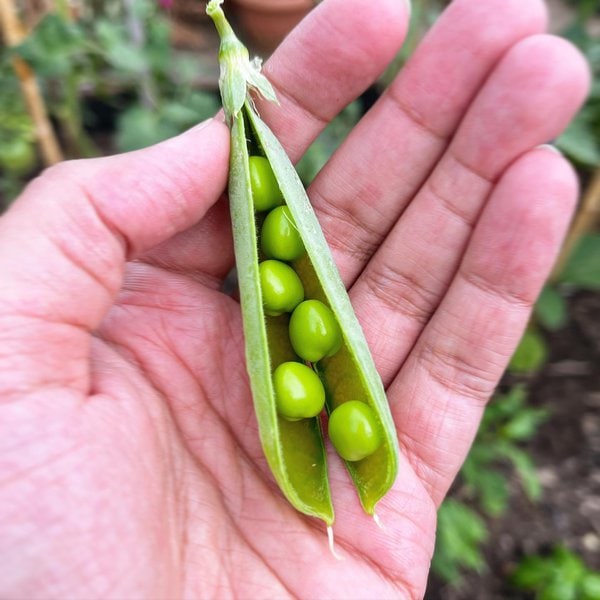 Can Dogs Eat Green Peas? 3 Great Reasons Why This Is Such A Good Idea