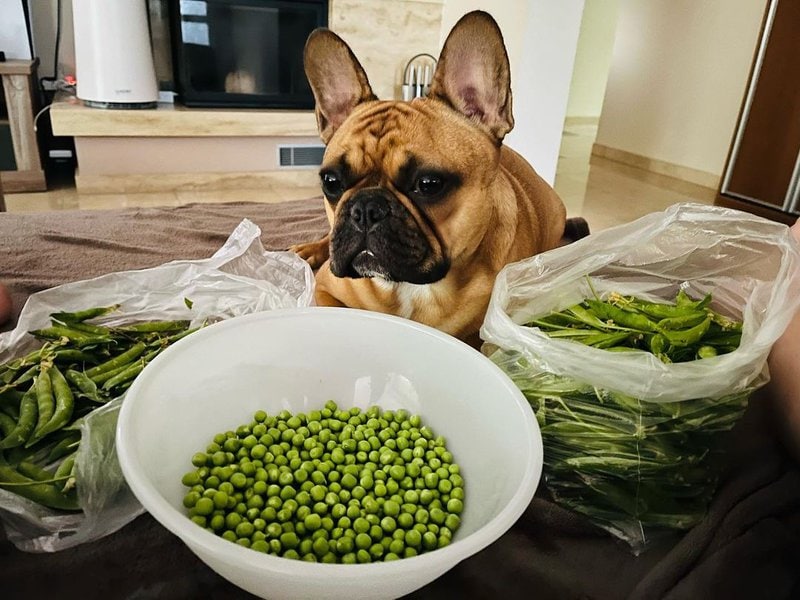 Can Dogs Eat Green Peas? 3 Great Reasons Why This Is Such A Good Idea