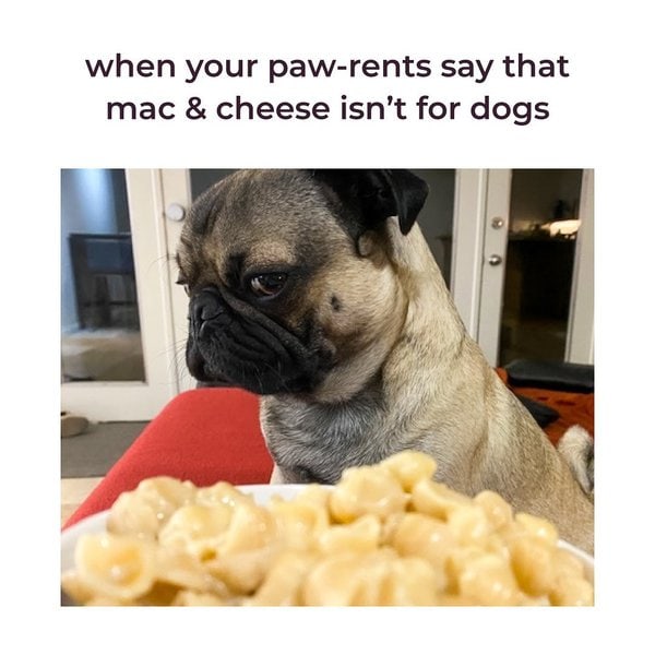 Can Dogs Eat Mac And Cheese? Busting Two Myths Behind Macaroni And 