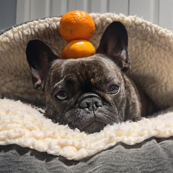 can-dogs-eat-mandarins-the-real-answer-woofie-magazine