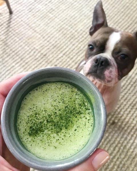 can-dogs-have-matcha-4-green-benefits-it-brings-when-fed-in