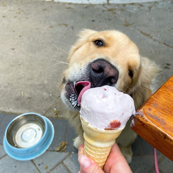 Can Dogs Eat Strawberry Ice Cream? 3 Reasons Why This Is Such A Bad ...