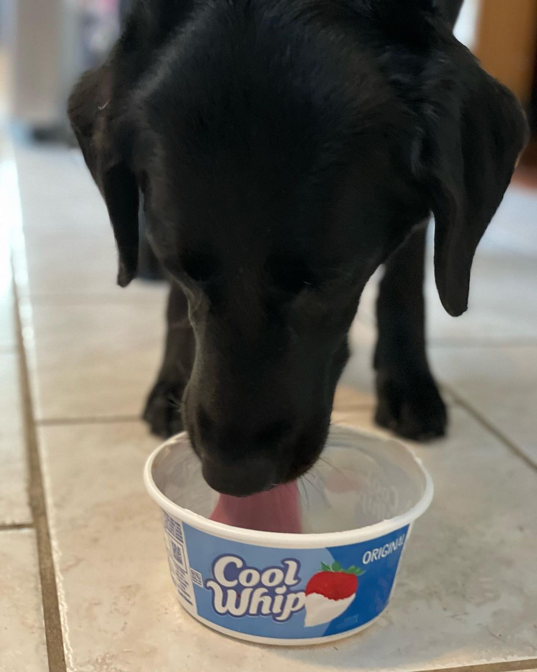 Can Dogs Have Cool Whip? Two Top Reasons Why We Should Avoid Feeding It