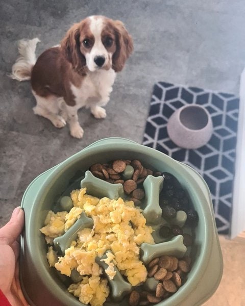 Can Dogs Eat Scrambled Eggs? 3 Top Reasons Why This Is Not A Good Idea ...