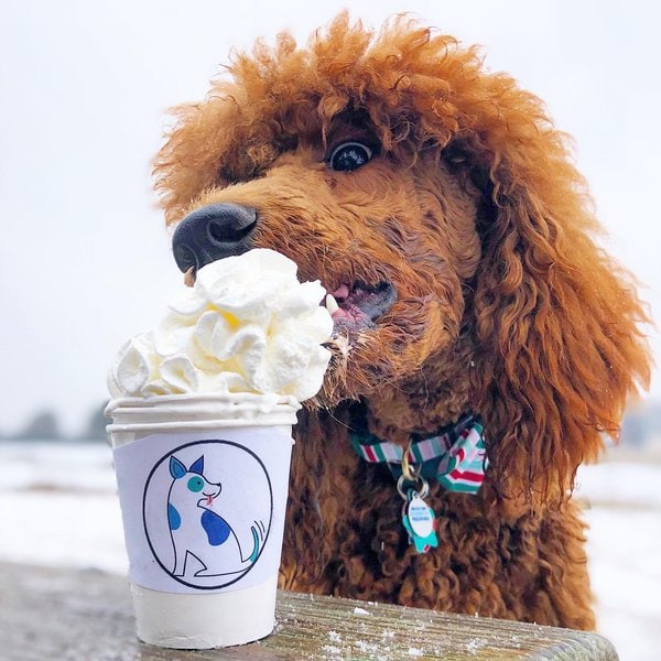 Can Dogs Have Whipped Cream? Is It A Good Idea To Feed Them Puppuccino