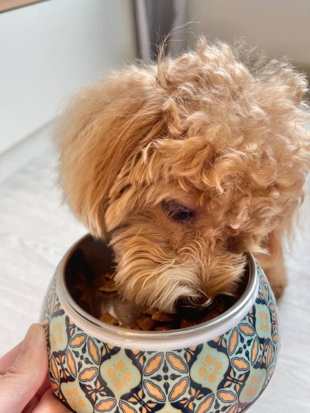 Can Dogs Have Canola Oil? The Top Pros & Cons Of Feeding Dogs Canola Oil - The Goody Pet