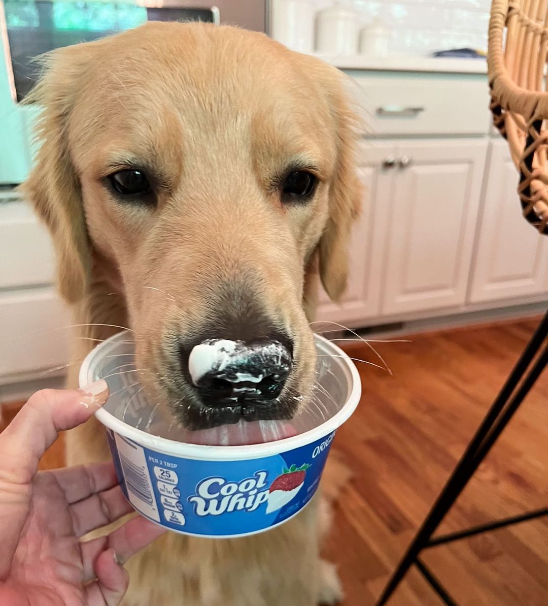 Can Dogs Have Cool Whip? Two Top Reasons Why We Should Avoid Feeding It