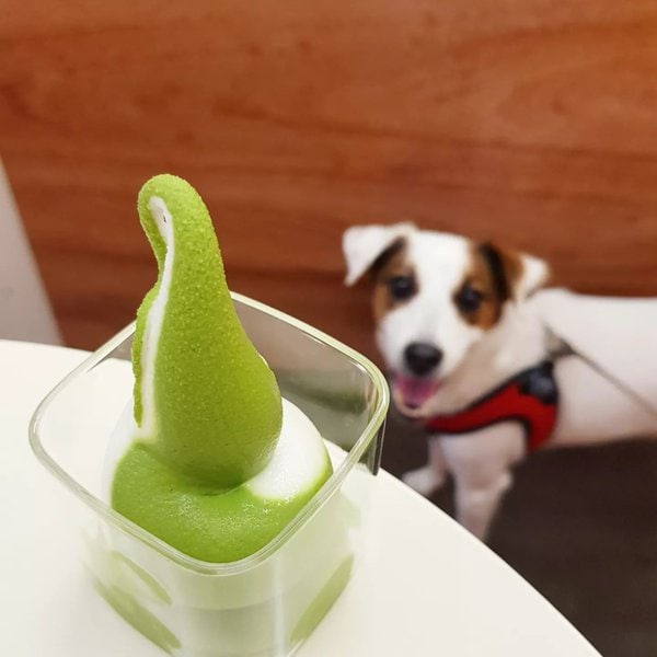 Can Dogs Have Matcha? 4 Green Benefits It Brings When Fed In