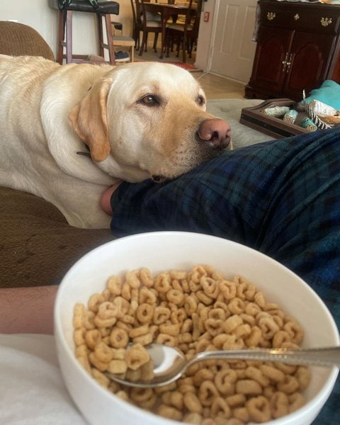 Can Dogs Eat Honey Nut Cheerios? Not Knowing The Answer Can Cost You ...