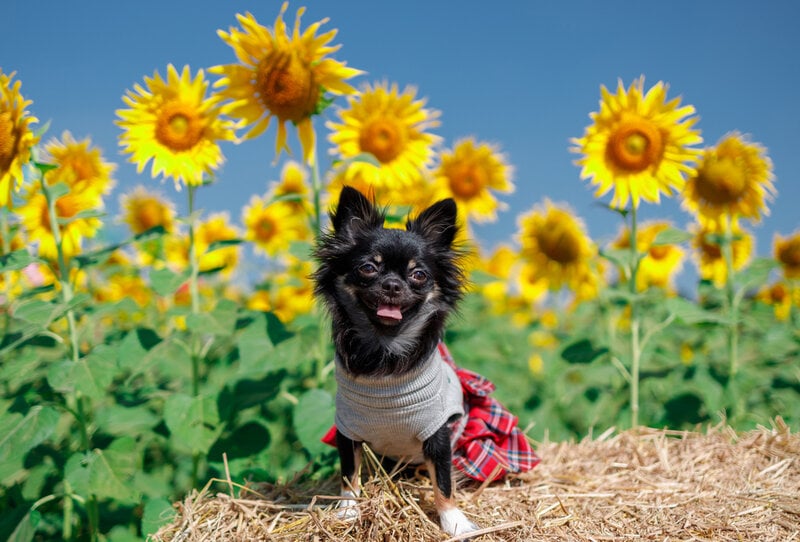 Can Dogs Have Sunflower Oil? Check Out Its Benefits And Risks Right