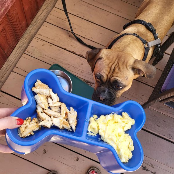 Can Dogs Eat Scrambled Eggs? 3 Top Reasons Why This Is Not A Good Idea ...