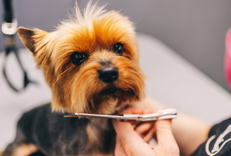 Dog Grooming Near Me How To Find A Local Dog Groomer The Goody Pet