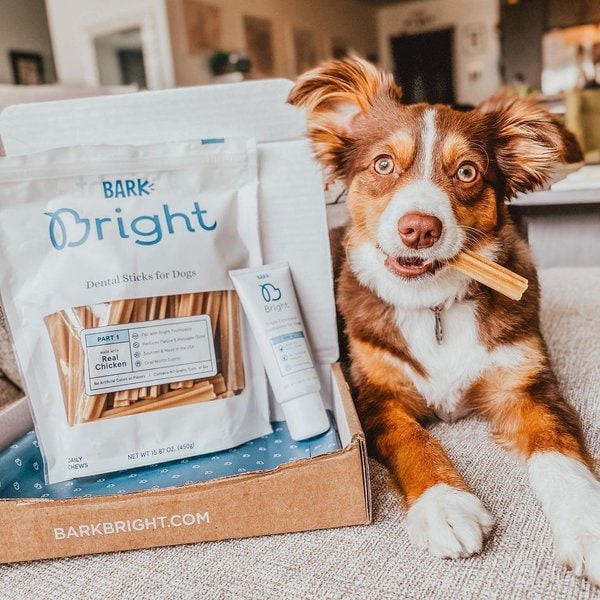 BARK Bright Review Is It Worth It? (November 2022 Reviews) The