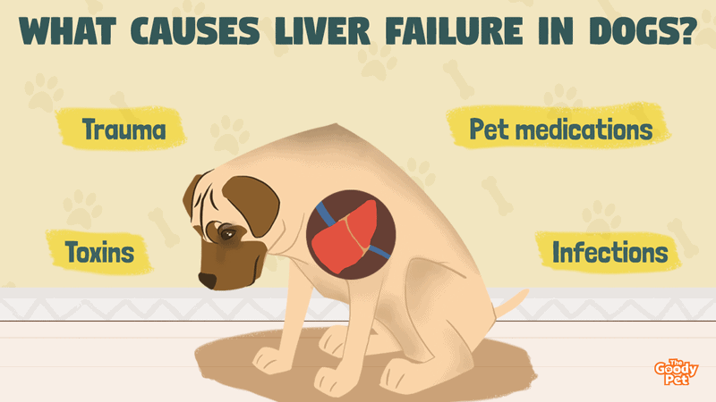 What Causes Liver Failure In Dogs Symptoms And Treatment The Goody Pet