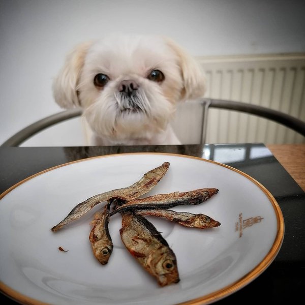 can-dogs-eat-fried-fish-2-reasons-why-this-is-such-a-bad-idea-the