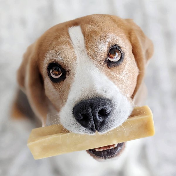 Can Dogs Eat Parmesan Cheese? 3 Reasons Why This Is Not A Bad Idea