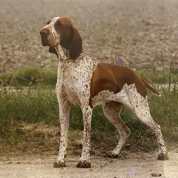 Bracco Italiano - Your Complete Breed Guide To The Italian Pointer ...