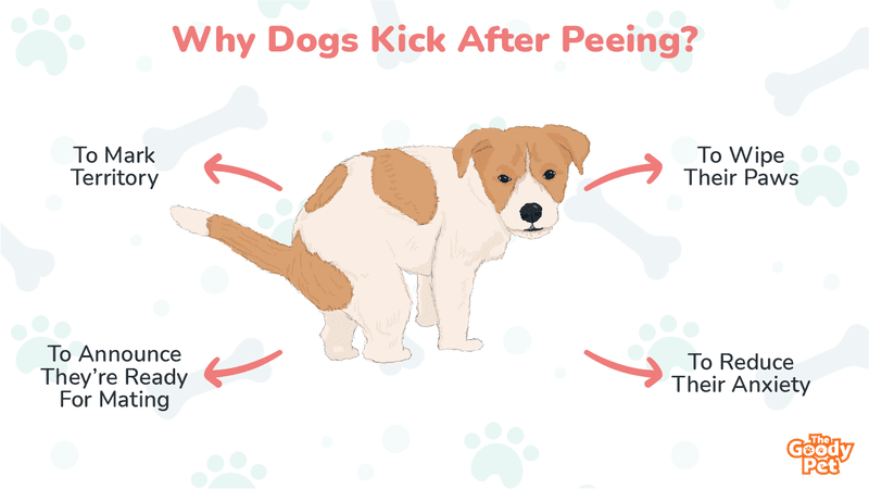 why do dogs wipe their feet after they pee