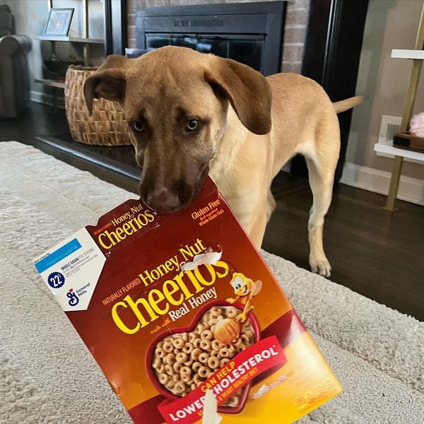 Can Dogs Eat Honey Nut Cheerios? Not Knowing The Answer Can Cost You ...